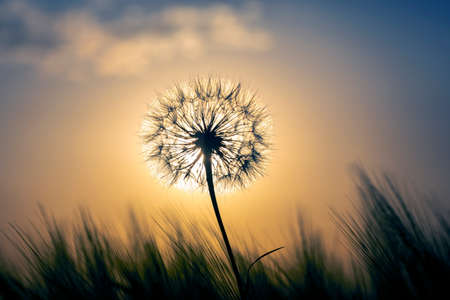 Silhouette of a dandelion on the background of a sunny sunset in a field of grass. Nature and wildflowers.の写真素材