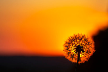 Dandelion silhouetted against the sunset sky. Nature and botany of flowersの写真素材