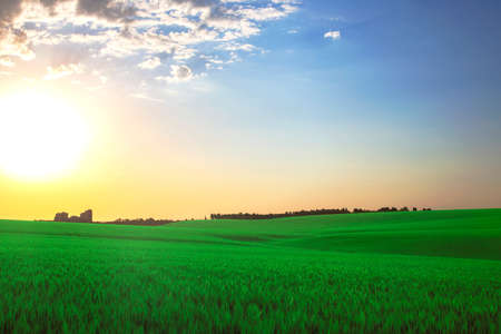 succulent wheat field in bright sunlight and colorful clouds. Industry of agronomists and sowing plantation of a wheat field. Nature and Botany.の写真素材