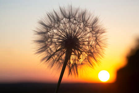Dandelion silhouetted against the sunset sky. Nature and botany of flowersの写真素材