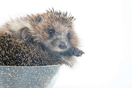 cute European hedgehog stuck his paws out of a plate on a white background. Animal worldの写真素材