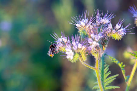 bumblebee pollinates flower. Colorful wildflowers in backlit evening sunlight. The nature of floral...