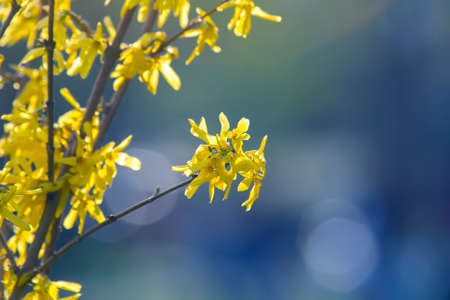 yellow wild flowers in blurred backgroundの写真素材