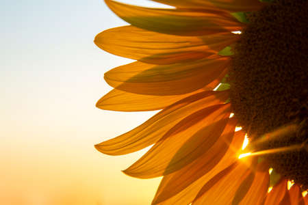 sunflower flower in a field in sunbeams against the sky. agriculture and agroindustry