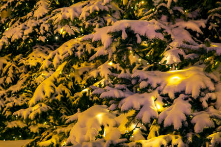 Snow covered fir branches with decorative included christmas garlands at nightの写真素材