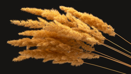lush bunch of yellow dry grass on a dark background. nature of plants and botanyの写真素材