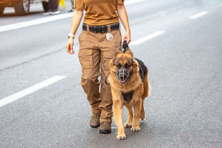 female police officer with a shepherd service dog walks along the road. service and law enforcementの写真素材