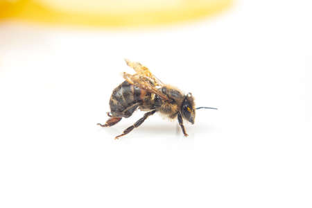 honey bee on the background of fresh honeycomb. insects and organic vitamin food