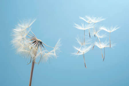 Dandelion seeds flying next to a flower on a blue background. botany and the nature of flowersの写真素材
