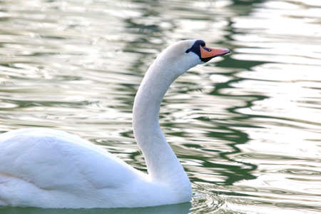 floating graceful white swan on the pond. Feathered animals birds