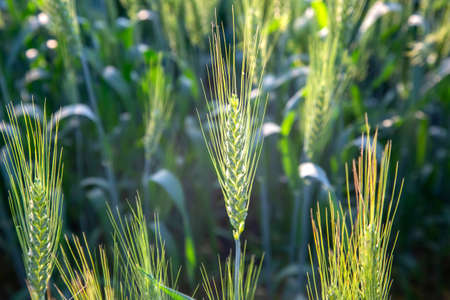 Blooming green field of wheat. Agronomy and agriculture. food industry.の写真素材