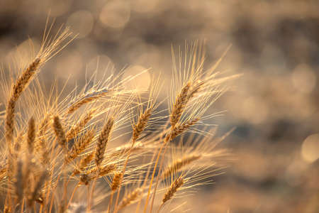 spikelets of wheat on the field close-up in sunbeams. agriculture and agroindustryの写真素材