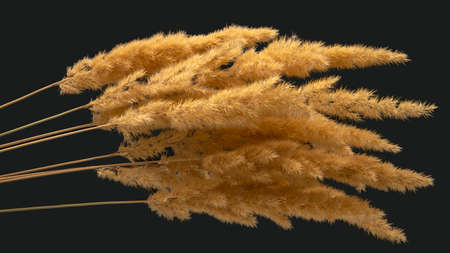 lush bunch of yellow dry grass on a dark background. nature of plants and botany