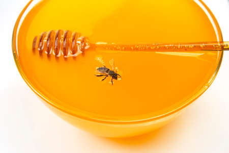 honey bee on the background of fresh honeycomb. insects and organic vitamin food
