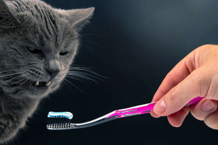 toothbrush with toothpaste for brushing teeth with a gray cat. feline veterinary and health careの写真素材
