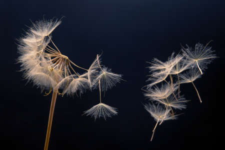 dandelion seeds fly from a flower on a dark background. botany and bloom growth propagationの写真素材