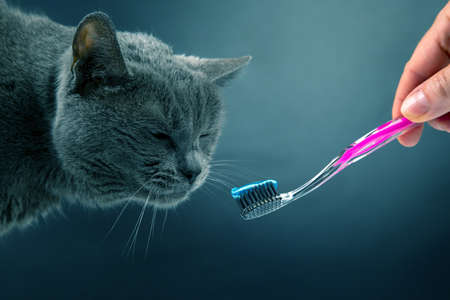 toothbrush with toothpaste for brushing teeth with a gray cat. feline veterinary and health care