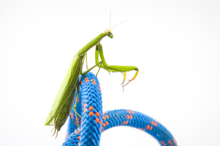 green praying mantis sits on a colored rope on a white background. insect predator. nature and zoologyの写真素材