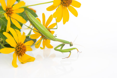 green praying mantis sits on a yellow flower on a white background. insect predator. nature and zoologyの写真素材