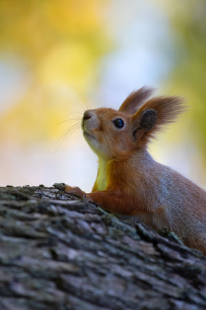 squirrel in the park on a tree. animals in natureの写真素材