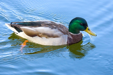 colored duck poops in the pond. nature and birdsの写真素材