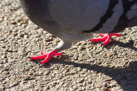 pink paws of a dove bird close-up. orintologyの写真素材