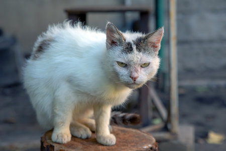 dirty homeless street grumpy catの写真素材