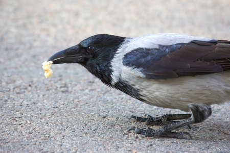 magpie crow eats food. feathered faunaの写真素材