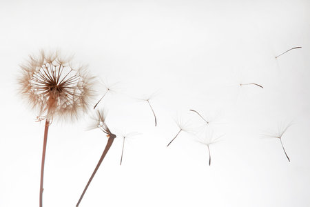 dandelion and its flying seeds on a white backgroundの写真素材