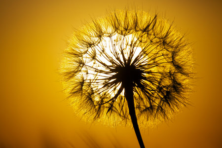 dandelion on the background of the setting sun. Nature and floral botanyの写真素材