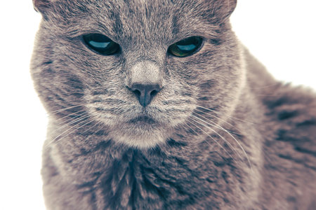 epic cat portrait. Gray cat on a white background. cat predatorsの写真素材