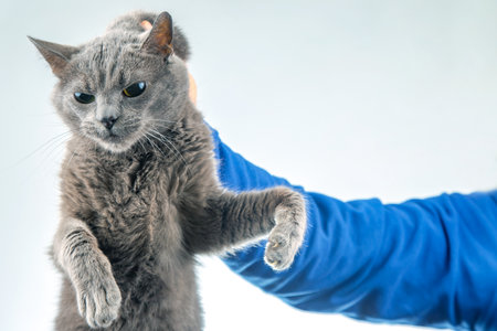man hand holds a gray cat by the scruff of the neck. home fluffy pet is guiltyの写真素材