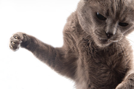Portrait of a gray cat on a white background close-upの写真素材