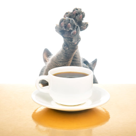 gray cat sits at a table near a white cup with black hot coffee. homemade breakfast concept with favorite animalの写真素材