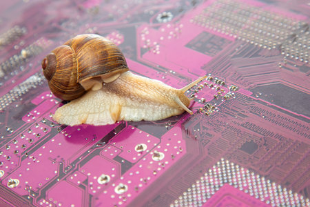 snail crawls on a computer electronic circuit board. The concept of a slow computer.