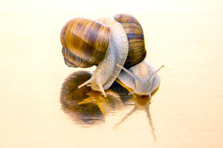 Snails on a golden mirror background. Animal world in nature.の写真素材