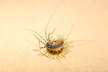 The Flycatcher scolopendra. Centipede flycatcher, insect predator Scutigera coleoptrataの写真素材