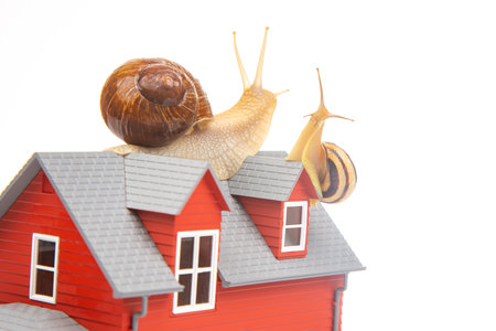 Snail on the roof of a house model on a white background. The concept of home comfort and life in the houseの写真素材