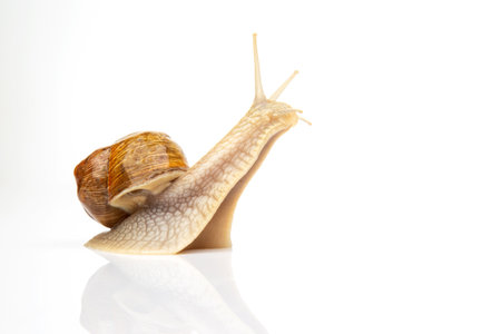 Snail on a white mirror background. Animal world in nature.の写真素材