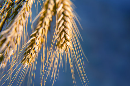 Ears of wheat close-up. agronomy and plant botany