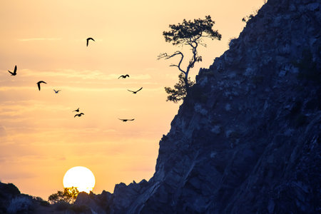 lonely pine grows on a rock in the Sunny dawn. silhouettes of a flock of flying birds. Dawn in the...