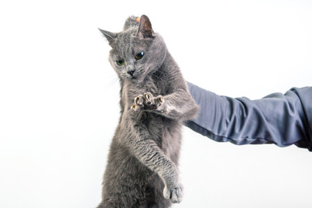 man hand holds a gray cat by the scruff of the neck. Home fluffy pet is guiltyの写真素材