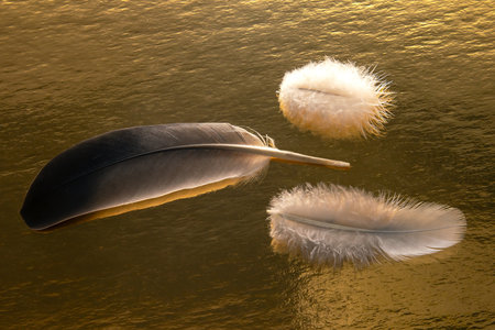 Colored feather and bird fluff on a golden backgroundの写真素材