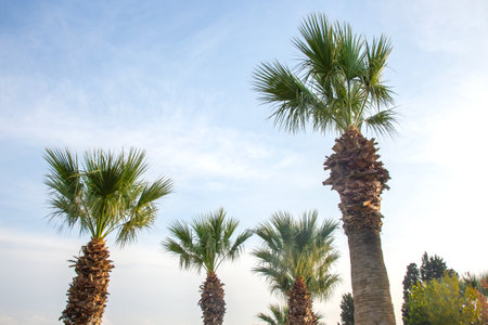 palm trees against blue skyの写真素材