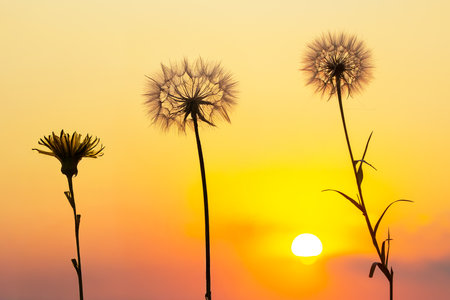 dandelion on the background of the setting sun. Nature and floral botanyの写真素材