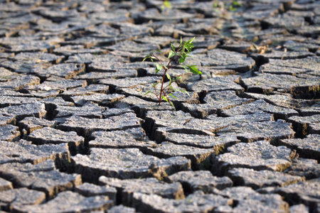 Detailed view of cracked, parched earth with a lone green sprout, representing hope in harsh conditions. Suitable for nature and environmental projects.の写真素材