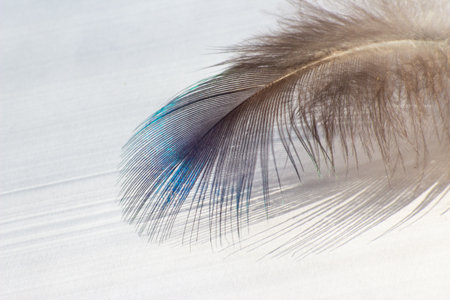 color bird feather lying on the white paperの写真素材