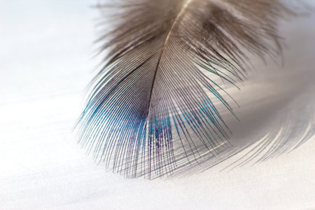 color bird feather lying on the white paper