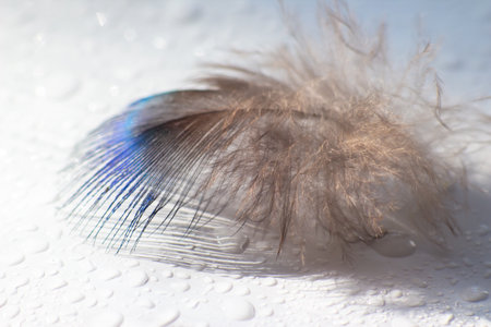 color bird feather lying on the white paper