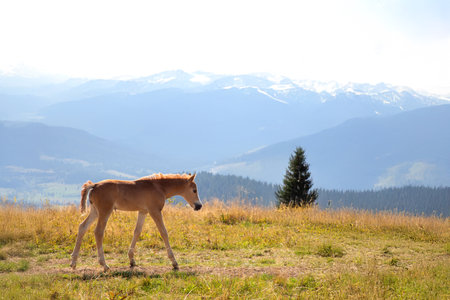 foal on the background of mountainous terrainの写真素材